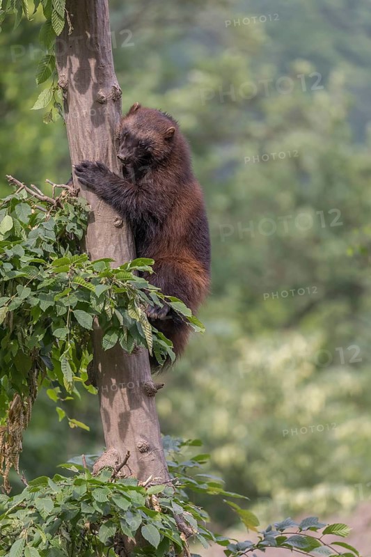 One wolverine, (Gulo gulo), climbing up high in a tree. Some green trees in the background