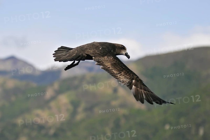Great-winged Petrel (Pterodroma macroptera) flying, South Island, New Zealand