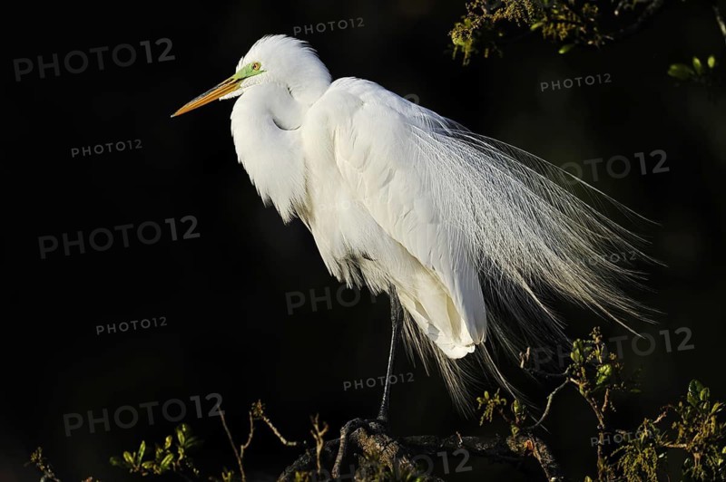 Great White Egret (Ardea alba, Casmerodius albus, Egretta alba), Everglades National Park, Florida, USA