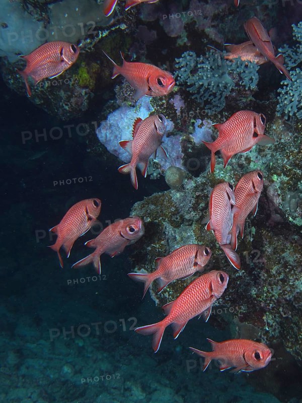 White-fringed soldierfish (Myripristis murdian)