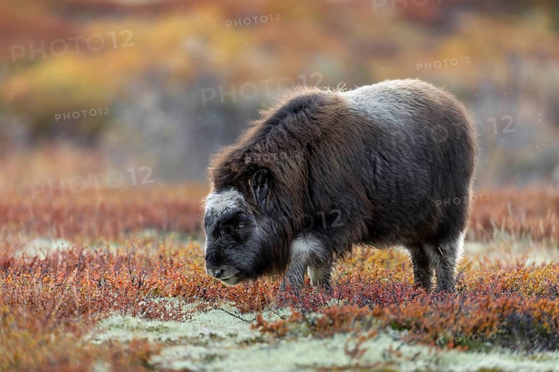 A musk ox calf (Ovibos moschatus) in the autumnal colours of the Norwegian tundra, baby animals, autumn, autumn landscape, Ruska, tundra landscape, September, Norway