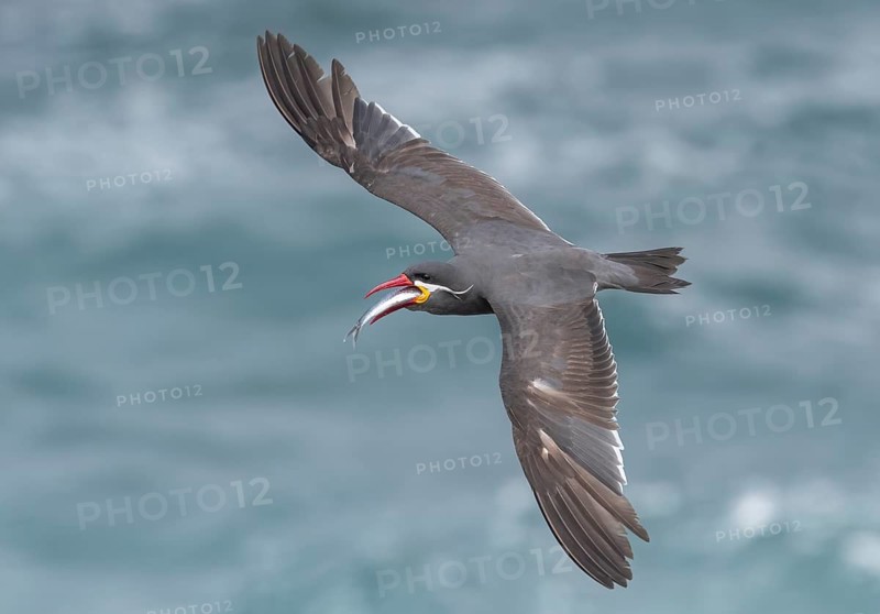 Inca Tern (Larosterna inca) flying with fish prey in its beak, Valparaiso, Chile