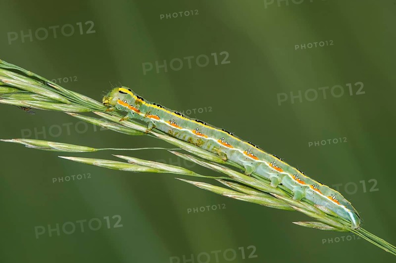 Caterpillar of the grey woodland owl (Xylena exsoleta), Kaiserstuhl region, Baden-Württemberg, Germany