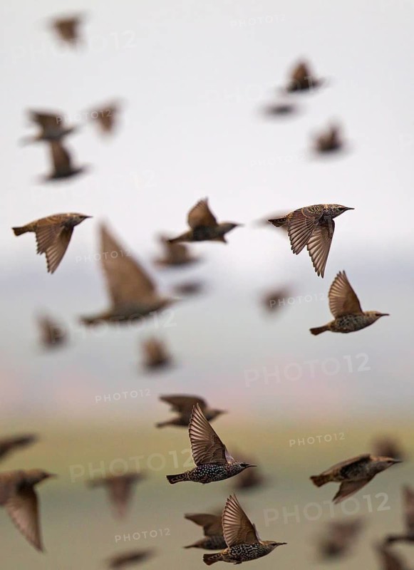 Common Starling (Sturnus vulgaris) group flying, Rhineland-Palatinate, Germany