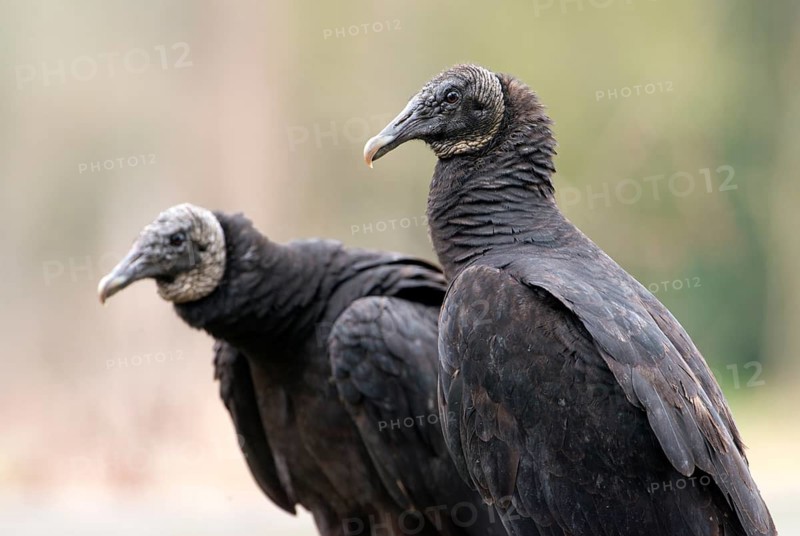 Black Vulture (Coragyps atratus)