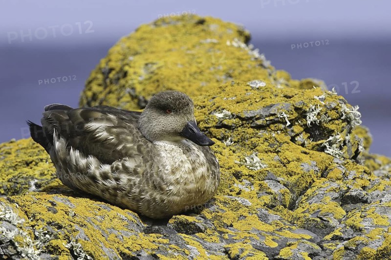 Crested Duck (Lophonetta specularioides), Falkland Islands