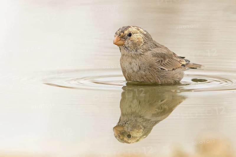 Desert Finch, Finch family, Finch, Trumpeter Finch, (Rhodopechys githaginea), Roselin githagine, Bouvreuil githagine, Camachuelo Trompetero, takes a bath in the water, Celias Waterhole, Ezuz, HaDarom, Israel