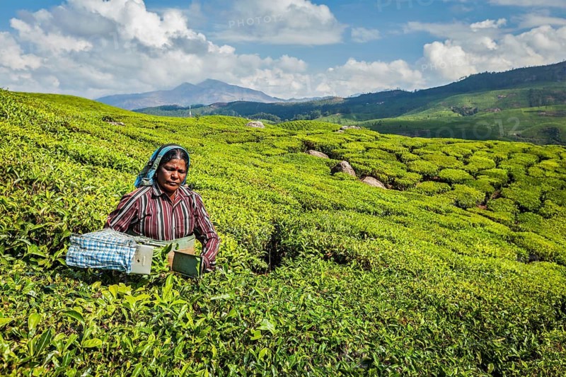 KERALA, INDIA, FEBRUARY 18, 2014: Unidentified Indian woman harvests tea leaves at tea plantation at Munnar. Only the uppermost leaves are collected, and workers collect daily up to 30 kilos of tea leaves