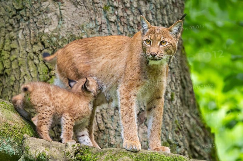 Eurasian lynx (Lynx lynx) mother with her youngsters (cubs) in a forest, Bavaria, Germany