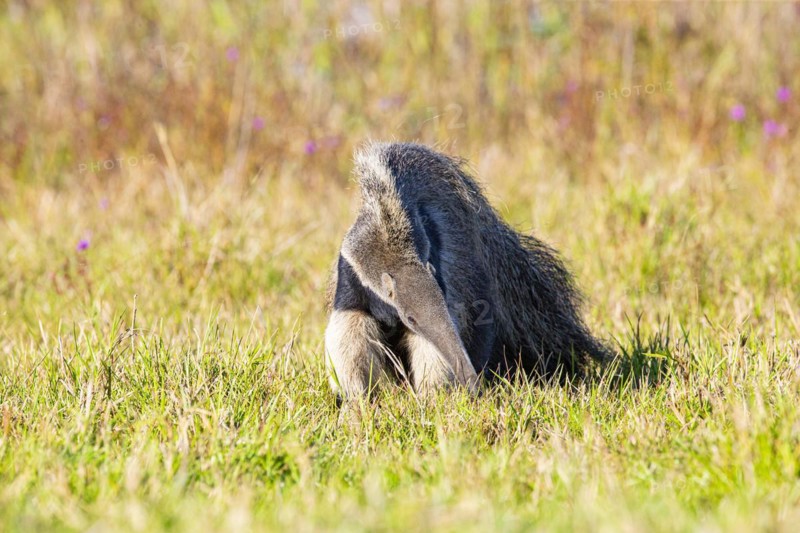 Giant anteater (Myrmecophaga tridactyla) Pantanal Brazil