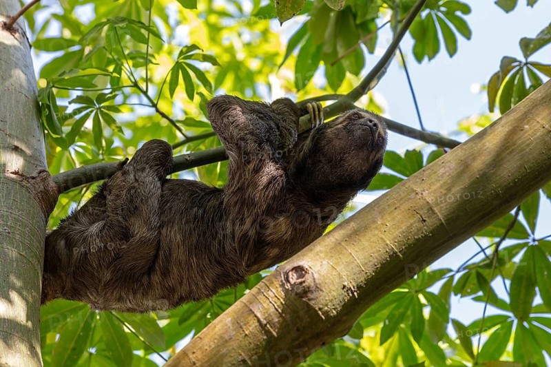 Brown-throated sloth (Bradypus variegatus), Cartagena, Colombia