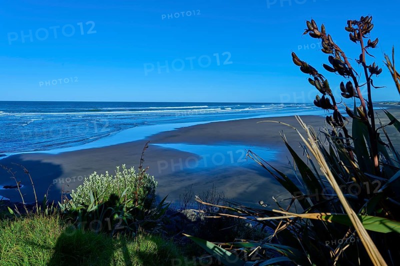 Coastal view from the green shore with a view of the blue sky and the wide sea, Muriwai Beach, Auckland, North Island, New Zealand