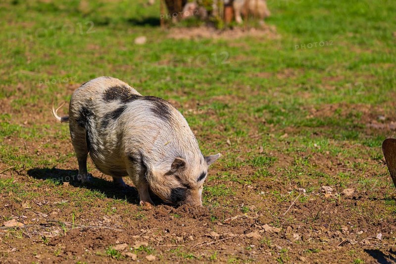 One Minipig, Sus scrofa domesticus, stands in a meadow, searching for food