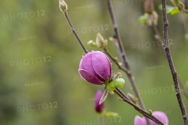Magnolia (Magnolia BLACK TULIP), Arboretum Woislowitz, Niemcza, Lower Silesia, Poland