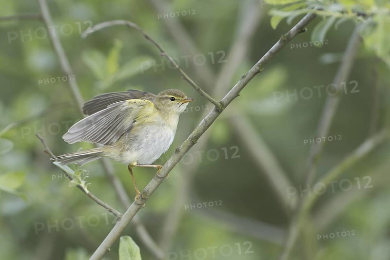 Willow Warbler (Phylloscopus trochilus), Mecklenburg-Western Pomerania, Germany