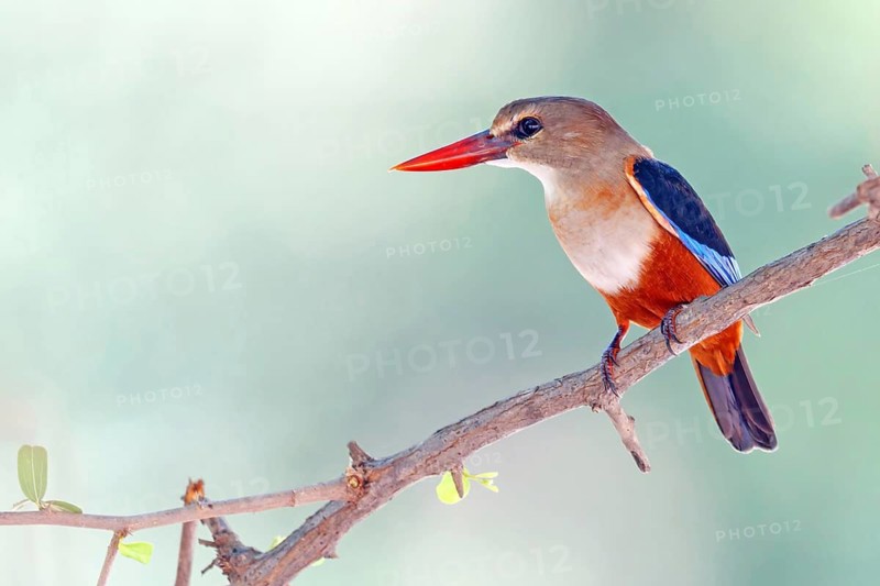 Grey-headed kingfisher, kingfisher, perch, foraging, biotope, habitat, animals, birds, kingfishers, (Halcyon leucocephala), distribution area, African continent Salalah, Ayn Razat, Dhofar, Oman