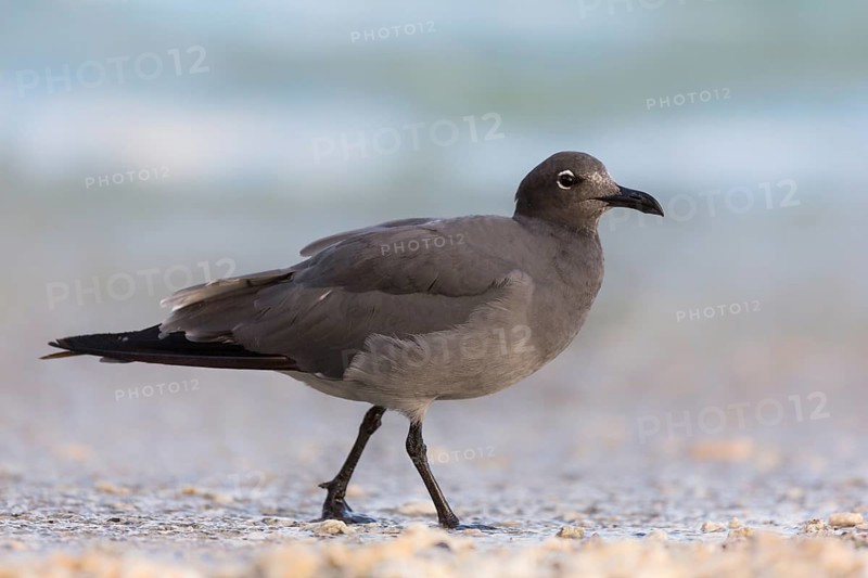 Lava Gull (Leucophaeus fuliginosus) on shoreline, Galapagos, Ecuador