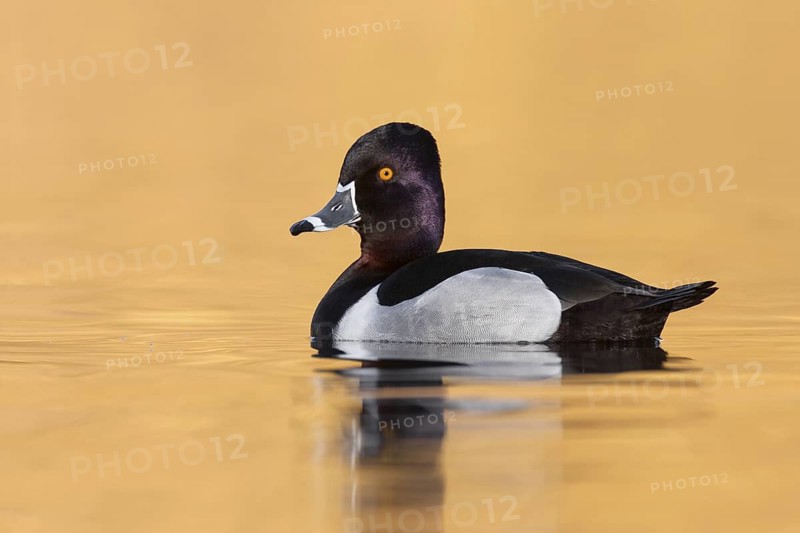 Ring-necked Duck (Aythya collaris) male, British Columbia, Canada