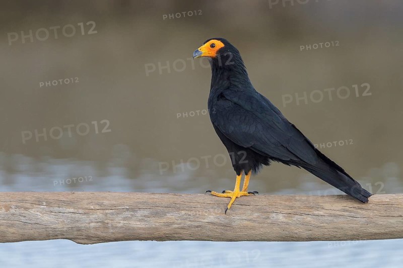 Black Caracara (Daptrius ater) perched on a branch in Manu National Park, Peru