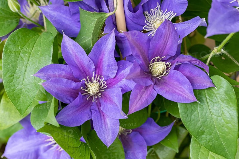 Large-flowered clematis (Clematis OLYMPIA), Blumenhof Drößler, Federal Republic of Germany