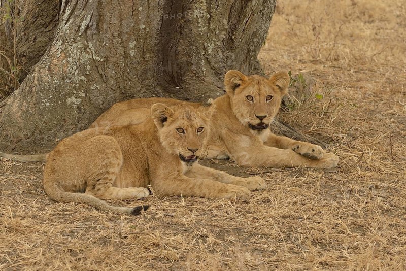 Lion (Panthera leo), cubs, Serengeti National Park, Serengeti, Tanzania