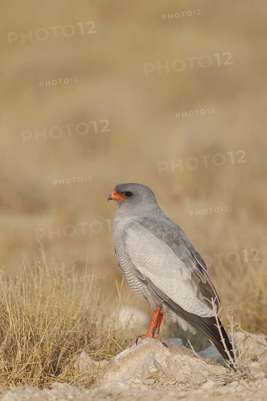 Pale Chanting Goshawk (Melierax canorus), Oshikoto, Namibia
