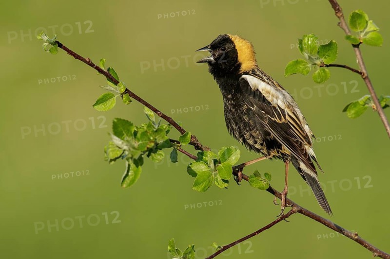 Bobolink (Dolichonyx oryzivorus) perched on a branch in Ontario, Canada