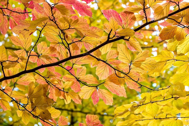 Persian ironwood (Parrotia persica), Treptower Park, Federal Republic of Germany