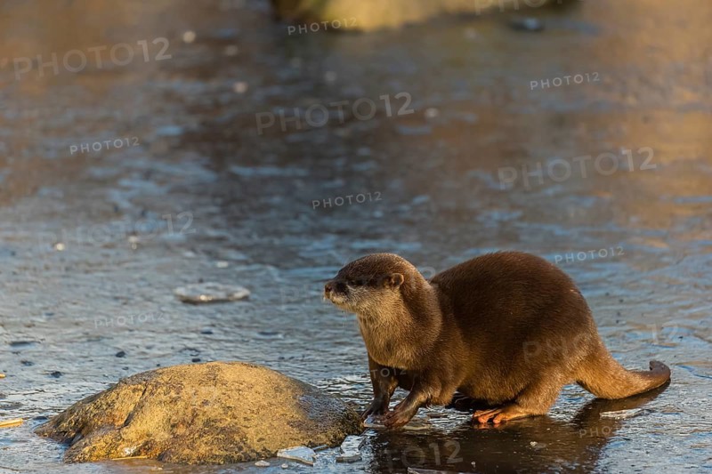 One oriental small-clawed otter or Asian small-clawed otter (Aonyx cinerea), plays with a small piece of ice on a frozen pond
