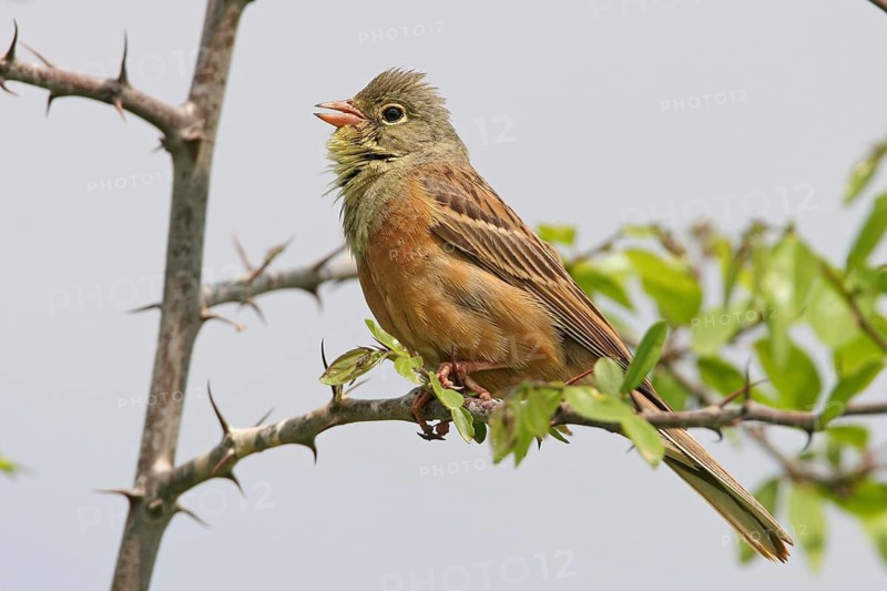Ortolan Bunting (Emberiza hortulana), Rhineland-Palatinate, Germany