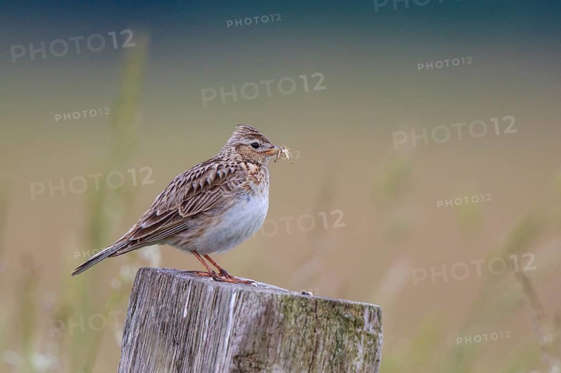 Eurasian Skylark (Alauda arvensis) perched on pale with food in beak, North Rhine-Westphalia, Germany