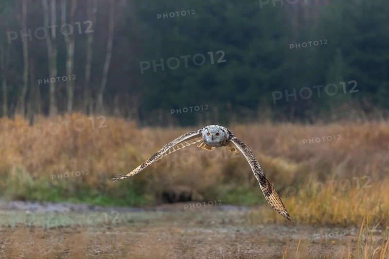 One Siberian Eagle Owl (Bubo bubo sibiricus) flying over tall reed grass lakeshore on an autumnal misty cold morning