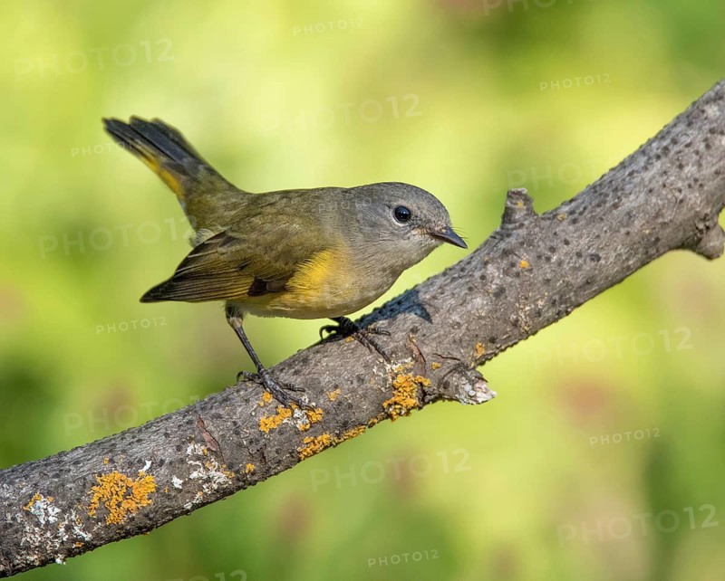 A juvenile American Redstart, Setophaga ruticilla, perched on a branch in Saskatoon, Saskatchewan, Canada during the fall