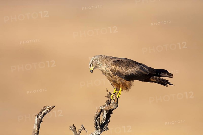 Black Kite (Milvus migrans), Castile-La Mancha, Spain