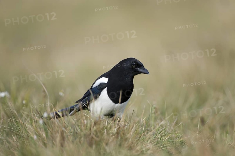 Eurasian Magpie (Pica pica), Poland