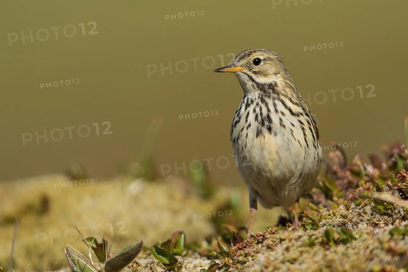 Meadow Pipit (Anthus pratensis), Iceland