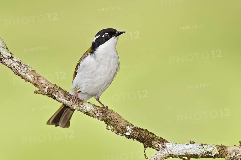 White-throated Honeyeater (Melithreptus albogularis), Queensland, Australia