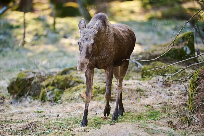 Elk (Alces alces) standing on a meadow on the edge of a forest, Bavaria, Germany
