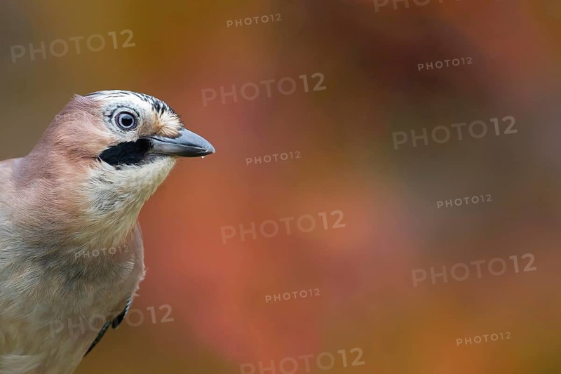 Eurasian jay (Garrulus glandarius) adult bird head portrait in autumn, England, United Kingdom