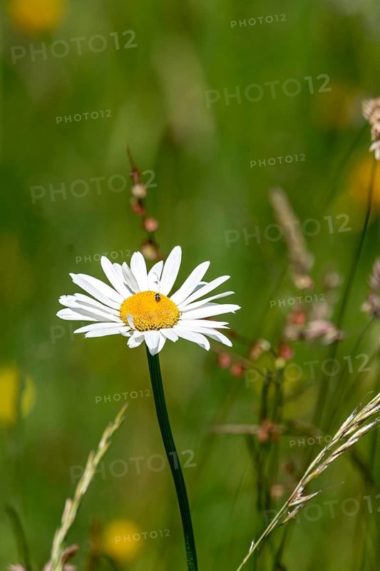 Flowering daisy (Leucanthemum) with tiny flower beetle (Anthrenus pimpinellae), in a wild, natural flower meadow, Germany