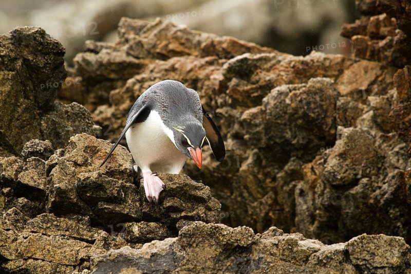 Snares Penguin (Eudyptes robustus), Snares Islands, New Zealand