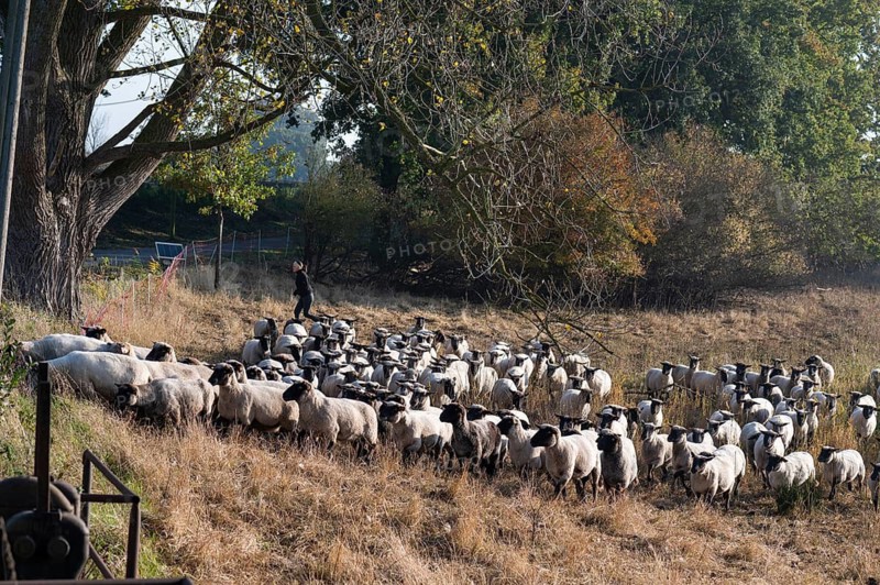A flock of black-headed sheep (Ovis gmelini aries) follow the young shepherdess to another pasture, Rehna, Mecklenburg-Vorpommern, Germany