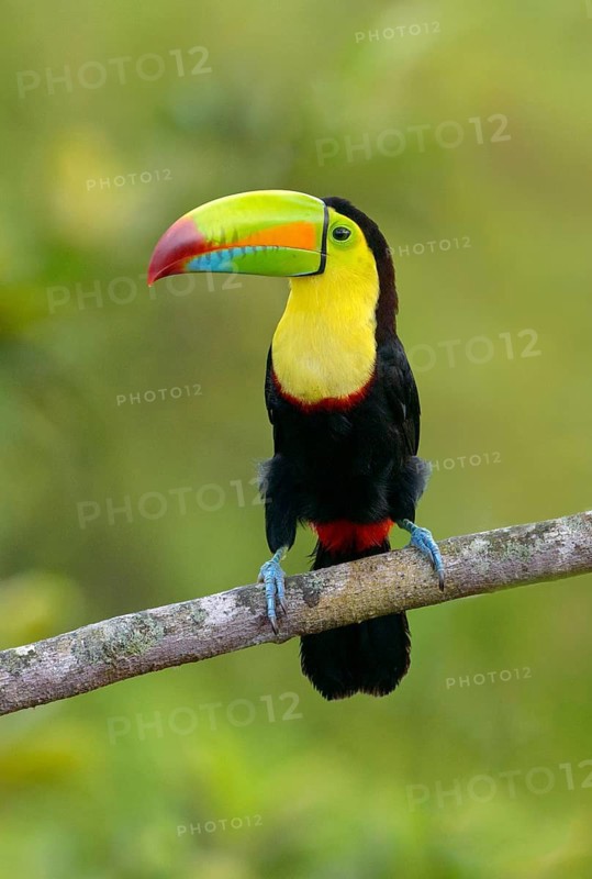 Keel-billed Toucan (Ramphastos sulfuratus) - at Laguna Lagarto Lodge near Boca Tapada, Costa Rica