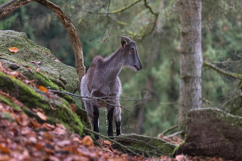 One female Himalayan Tahr (Hemitragus jemlahicus) standing on rocks in a forest. Green forest in the background