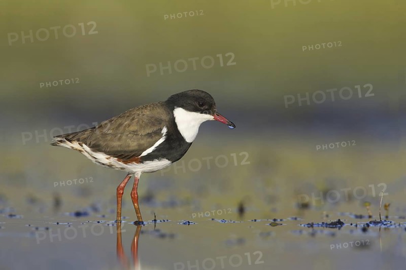 Red-kneed Dotterel (Erythrogonys cinctus), Victoria, Australia