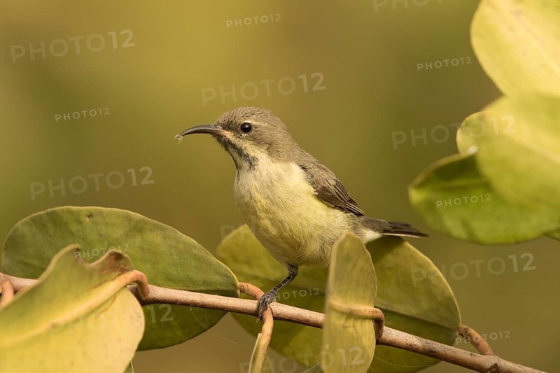 Beautiful Sunbird (Cinnyris pulchellus) female, Gambia