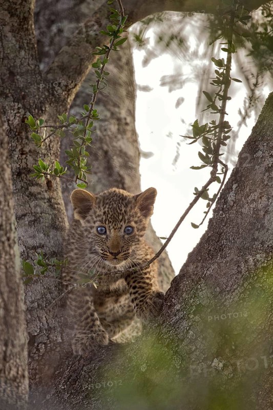 Leopard (Panthera pardus) cub climbing on tree, Sabi Sands, South Africa