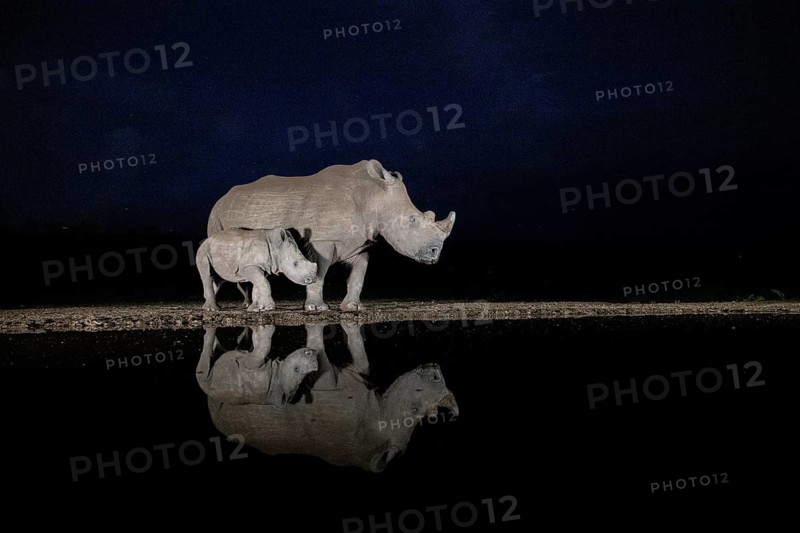 White rhinoceros (Ceratotherium simum) mother with calf at waterhole at night, Kruger National Park, South Africa