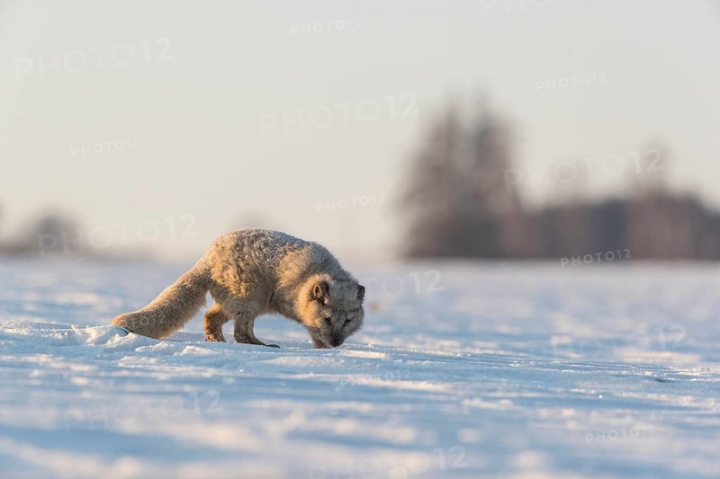One arctic fox (Vulpes lagopus), (white fox, polar fox, or snow fox) running over a snow covered meadow in the first morning light at 17 degree Celsius below zero