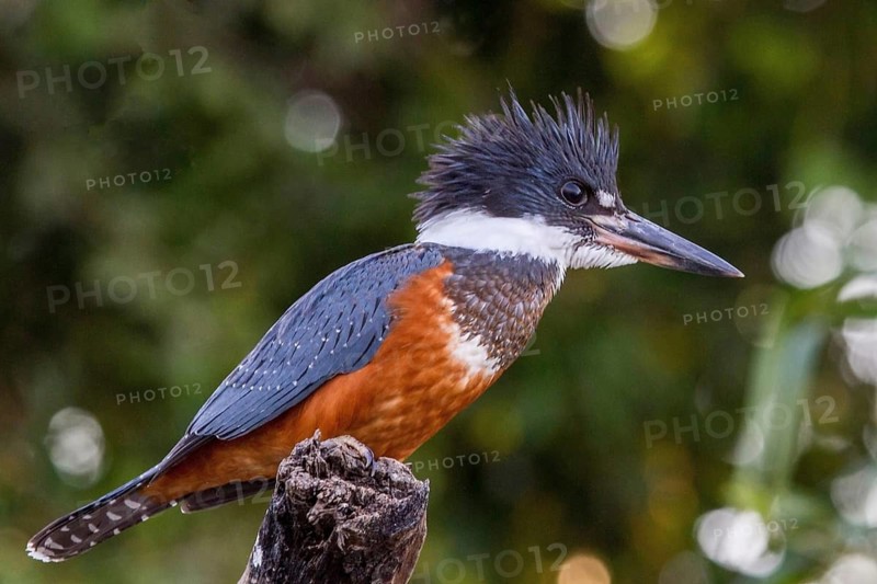 Red-breasted fisherman (Megaceryle torquata), kingfisher, kingfishers, Pantanal, Brazil, South America